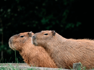 Capybara - De Zonnegloed - Refuge pour animaux